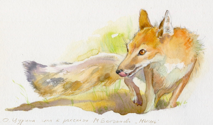 Степная лисица корсак