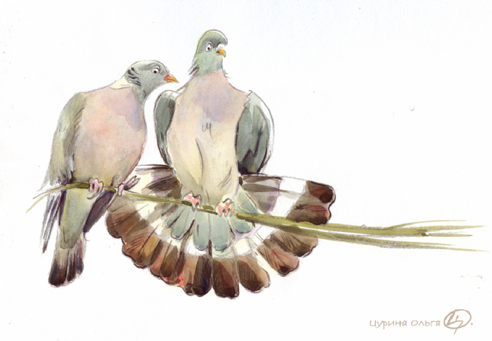 Голубки вяхири