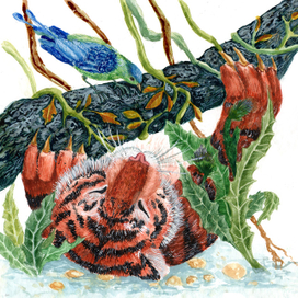 Иллюстрация к книге Дж. Даррелла