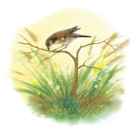 заставка к книге Соколова - Микитова