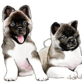 БЛИЗНЕЦЫ АКИТА