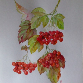 Калина красная