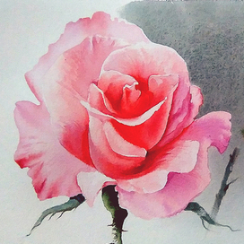 ,,Роза,,Демо-версия и тест бумаги DMD