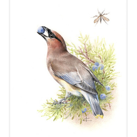 Свиристель