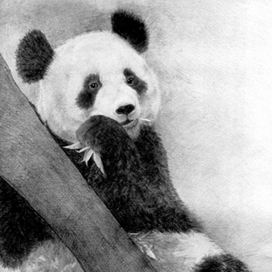 панда