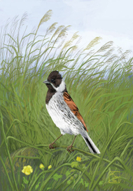 Это моя территория!