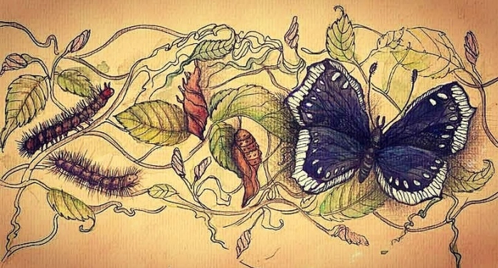 Метаморфозы 