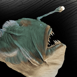 Морской чёрт