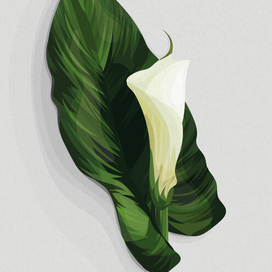 Цветок калла