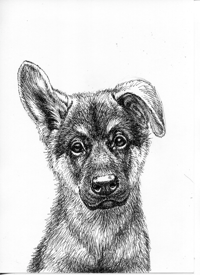 Пес по имени Щенок