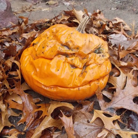 Шутки Дедушки Мороза