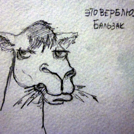 Верблюд Бальзак