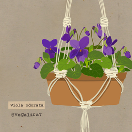 Фиалка душистая