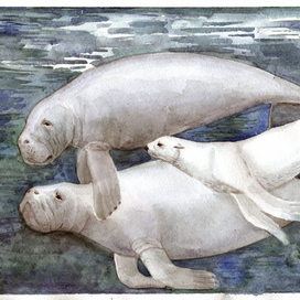 "Белый котик"