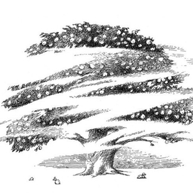 К повести Софьи Прокофьевой "Тайна железного дерева" изд-во ТриМаг