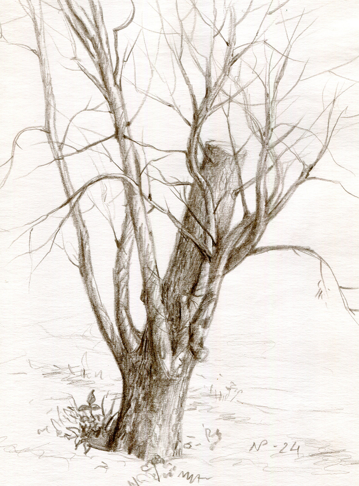 Старая яблоня