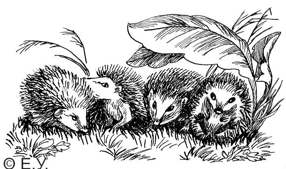 Иллюстрация к Дж.Дарреллу