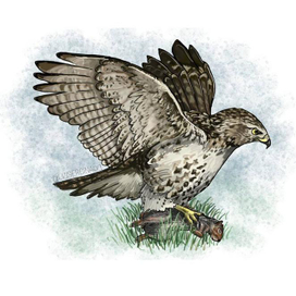 Сокол Балобан