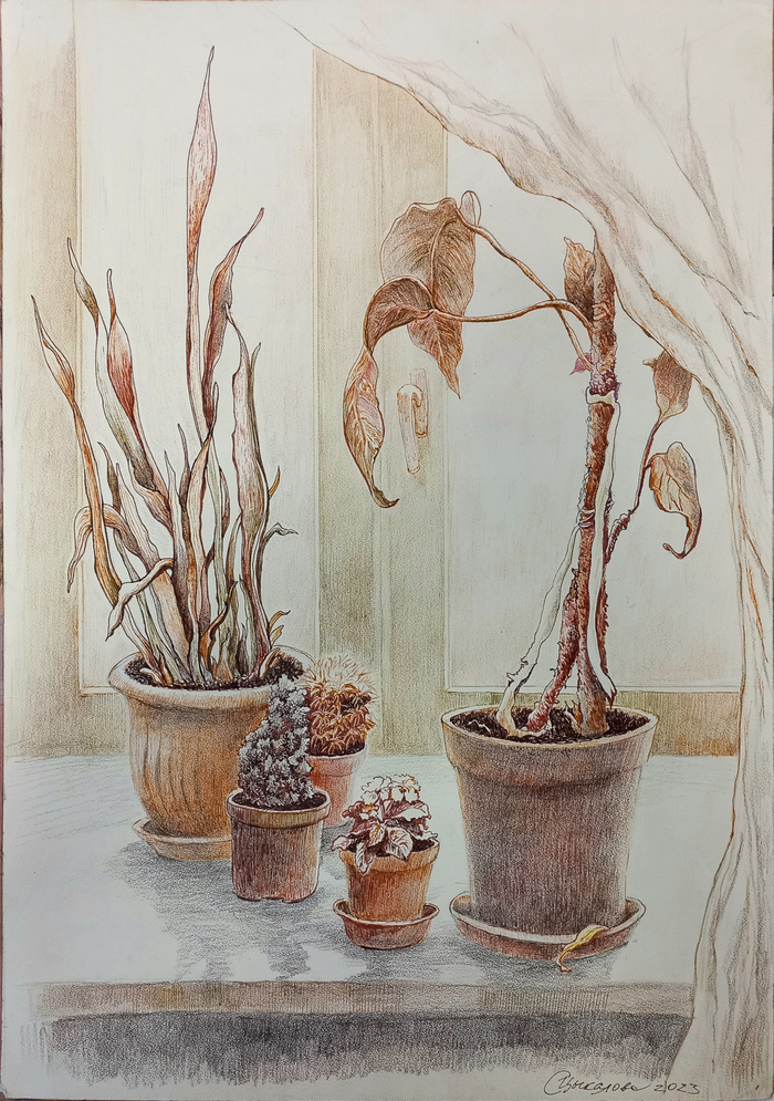 Цветочный подоконник