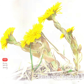 Мать и мачеха (из серии Цветы и птицы)