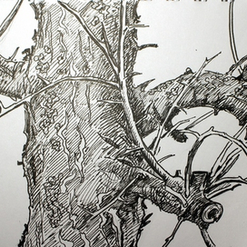 Зимняя яблоня. 