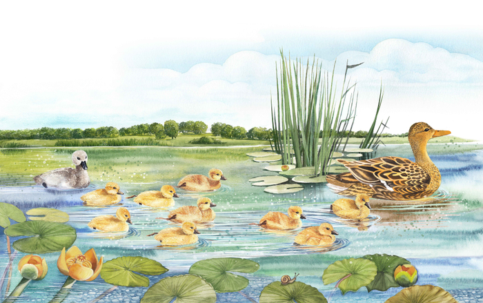 Г. Х. Андерсен. Гадкий утенок