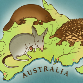 Для журнала SPARK. О бандикутах