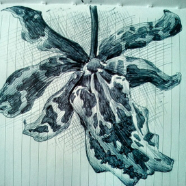 еще еще орхидея