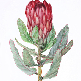 Протея-африканская роза. Ботаническая акварель.