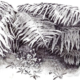 Папоротники