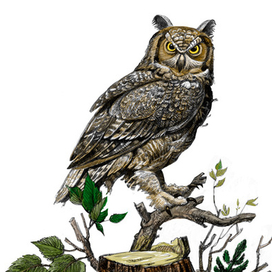 Филин-ушастый