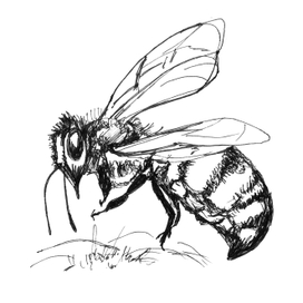 пчела рисунок