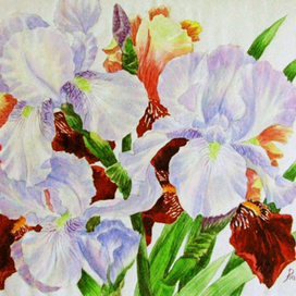 Ирисы.Белый и вишневый.