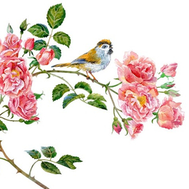 певчая птичка (сутора черногорлая)