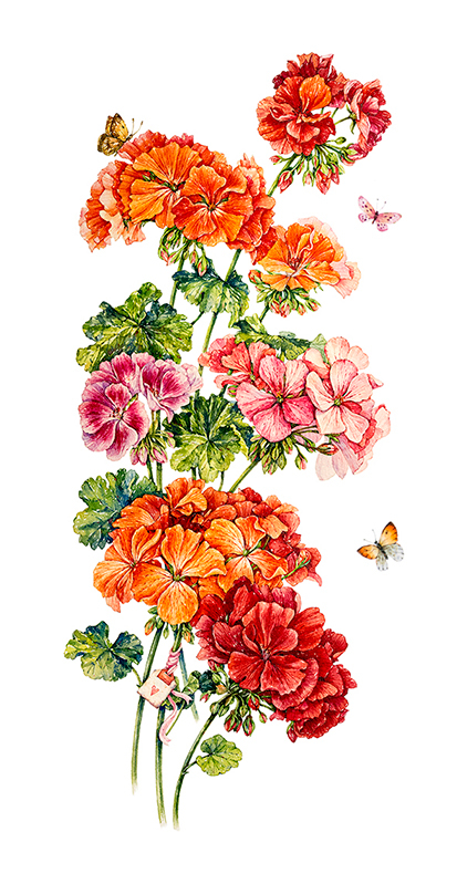 Герань. Акварель.