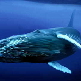 Иллюстрация для книги Брема «Жизнь животных» «Кит»