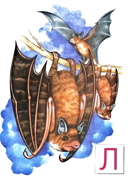 Летучие мыши