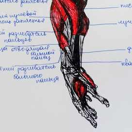 Анатомический набросок