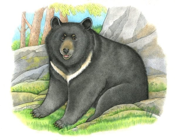 Гималайский мишка