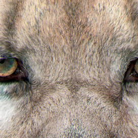 фрагмент рисунка..