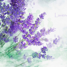 Lavender