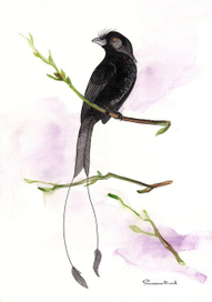 Птица Дронго