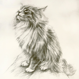 Новый котик в коллекцию #кошкиразбираются. 