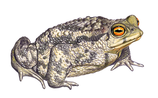 Серая жаба