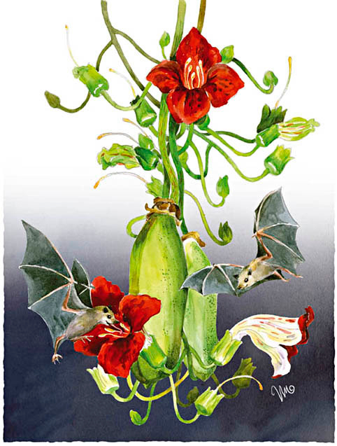 "колбасное" дерево