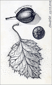 Боярышник_Crataegus