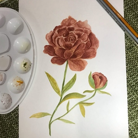 Темно-красный пион