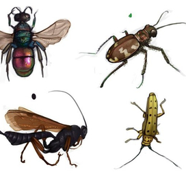 Насекомые, часть 4