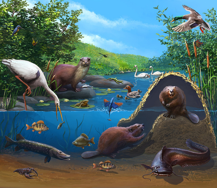 Речной хаос