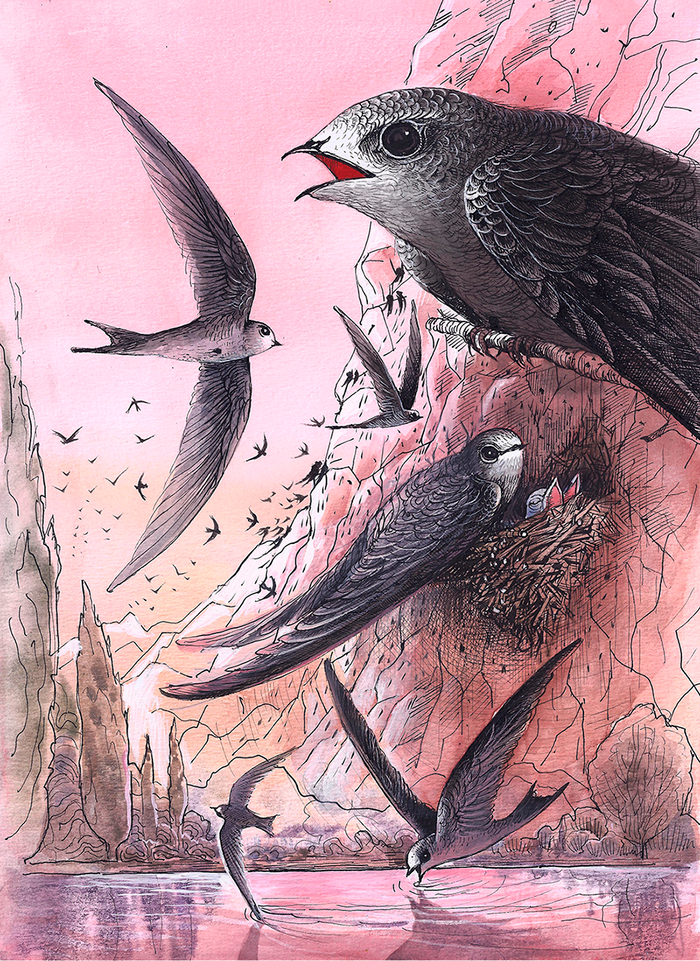 "Где пьют  птички".